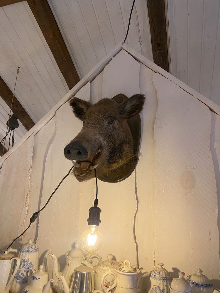 Wandleuchte Willy, Wildschweinkopf / ORIGINAL-Kopf