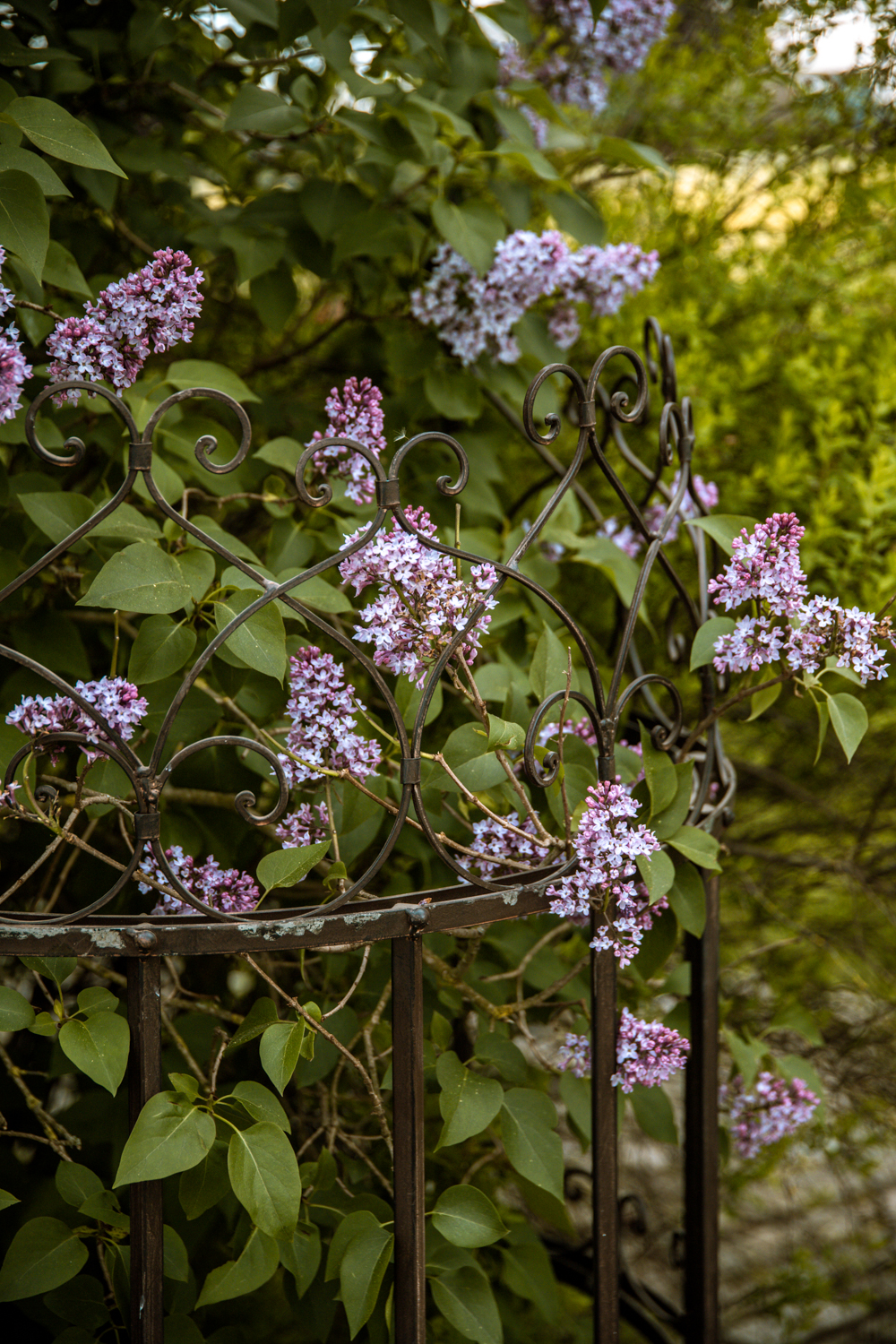 Rankgitter „ESTER“ halbrund – Metall dunkelrostfarben | H 138 cm