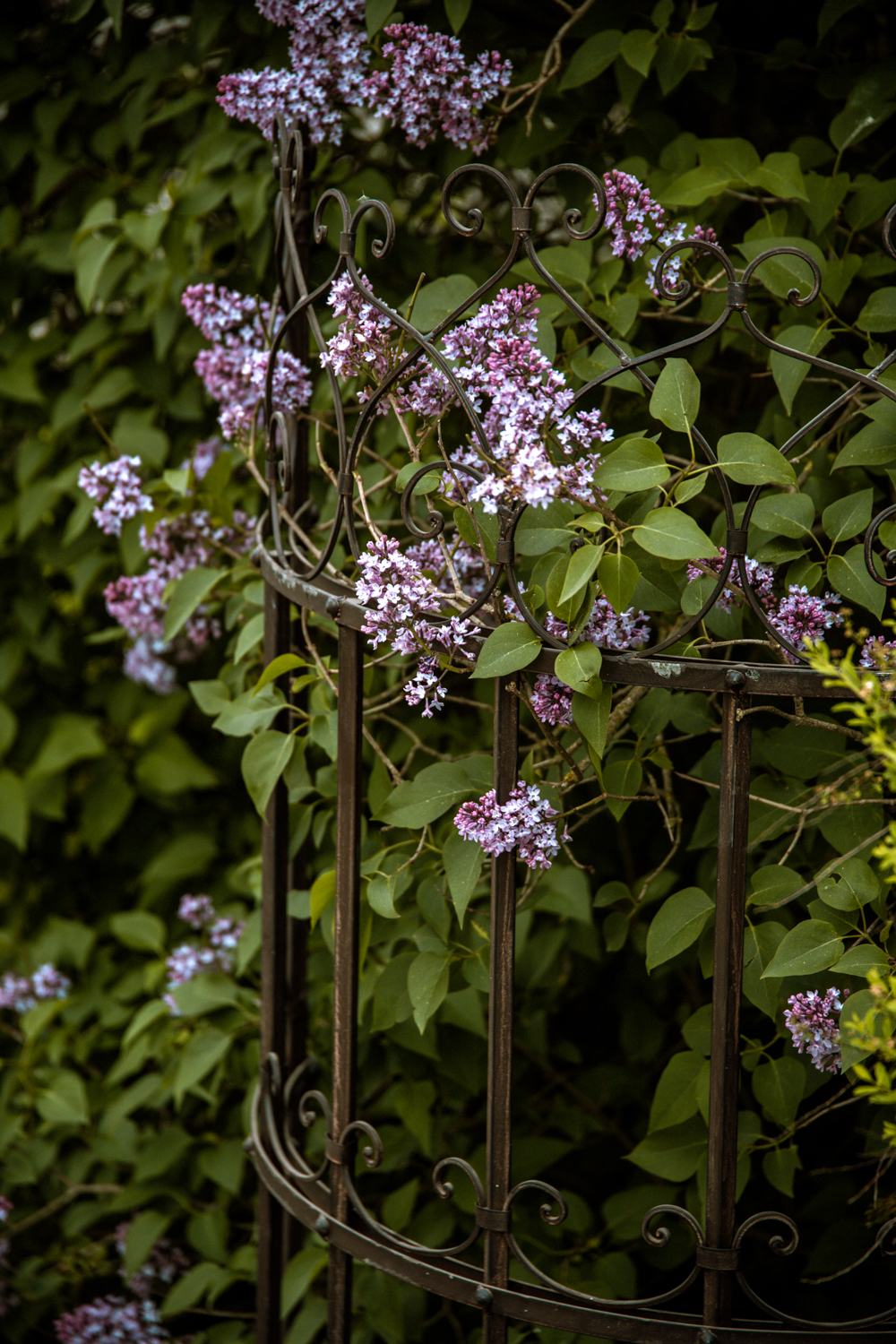 Rankgitter „ESTER“ halbrund – Metall dunkelrostfarben | H 138 cm